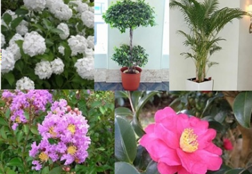 樹木、観葉植物(木本)