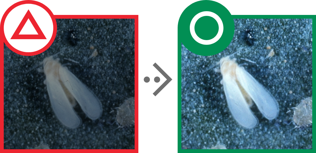 写真を明るく鮮明に